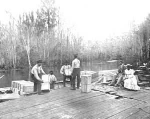 Laddar apelsiner på Ocklawaha River, Florida, USA, c1900. av Unbekannt
