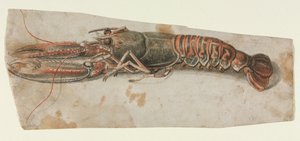 Hummer, 1600-tal. av Unbekannt