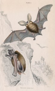 Långörad fladdermus Pectorus auritus, 1828 av Unbekannt