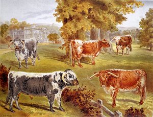 Longhorn-boskap som ägs av Sir John Harpur-Crewe, Calke Abbey, 1885 av Unbekannt