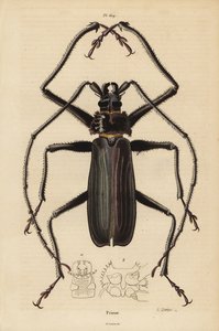 Macrotoma Hayesii skalbagge av Unbekannt