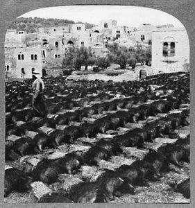 Att göra vinflaskor, Hebron, c1900 av Unbekannt