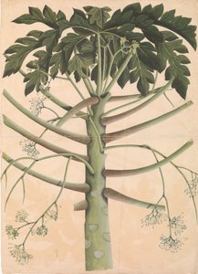 Papayaträd av hankön, ca. 1790-1800. av Unbekannt