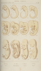 Däggdjurs embryon, 1905 av Unbekannt