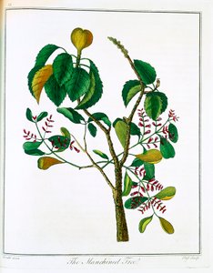 Manchineel-träd Hippomane mancinella eller Poison Guava, c1795 av Unbekannt