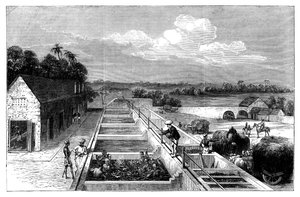 Tillverkar indigo i Tirhoot Muzaffarpur, Nedre Bengalen, 1869 av Unbekannt