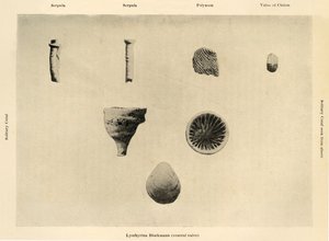 Marina organismer, förstoring 1 12, c1908, 1909. av Unbekannt