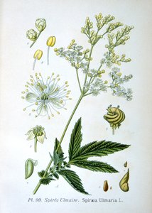 Ängsgröt, 1893 av Unbekannt