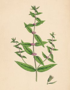 Mentha gracilis, var. genuina. Smal mynta, 1800-talet av Unbekannt