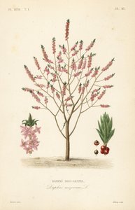 Mezereon eller spurge lager, Daphne mezereum, Daphne bois-gentil av Unbekannt