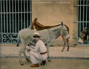 Mjölkande åsnor, Havanna, Kuba, c1920 av Unbekannt