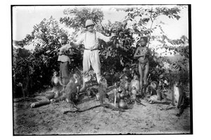 Apor, ca 1910 (s/v foto) av Unbekannt