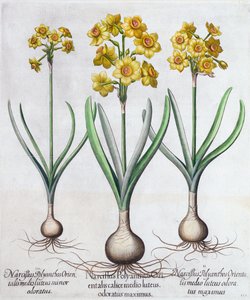 Narcissus, 1613 av Unbekannt