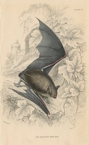 Natterers bat Myotis nattereri, 1828 av Unbekannt