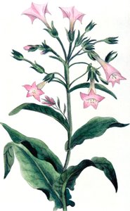Nicotiana tabacum - tobaksväxt, 1823 av Unbekannt