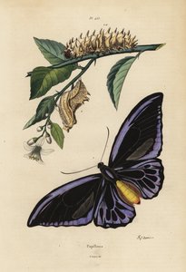 Northern Birdwing, Ornithoptera Priamus Urvillianus 1, och krysaliden och larven av den vanliga fågelvingen, Troides Helena av Unbekannt