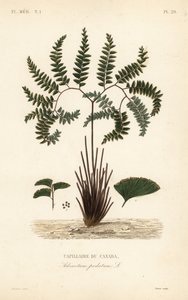 Nordlig jungfruhårormbunke eller femfingrad ormbunke, Adiantum pedatum, Kanadas kapillär av Unbekannt