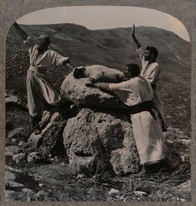 Offer av lamm på Altaret, Moreh, c1900 av Unbekannt