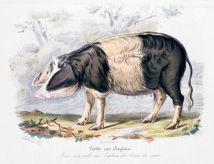 Gammal engelsk grisras, 1842 av Unbekannt