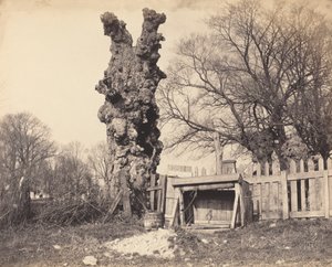 Gammalt träd nära Chatham, 1850-talet. av Unbekannt