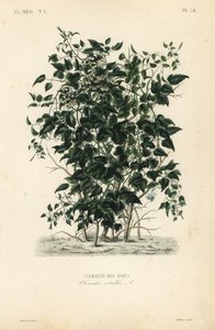 Gubbens skägg och resandeglädje, Clematis vitalba, Clematite des haies av Unbekannt