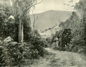 På Illawarra Road, N.S.W., 1901. av Unbekannt