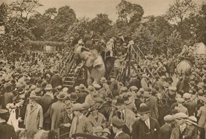 Ett av tecknen på vår civilisation: välfyllda zoologiska trädgårdar för att glädja de nyfikna, c193 av Unbekannt