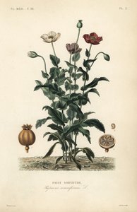 Opiumvallmo, Poppy somniferum, Pavot somnifere av Unbekannt