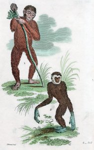 Gäldenärer och Gibbon, 1822 av Unbekannt