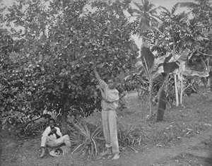 Apelsinplockning på Jamaica, 1800-talet av Unbekannt