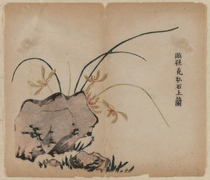 Orchid on Rocks, 1700-talet. av Unbekannt