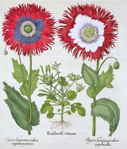 Prydnadsvallmo, 1613 av Unbekannt