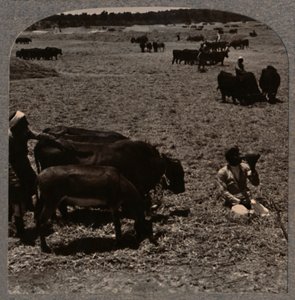 Oxar trampar majs, c1900 av Unbekannt