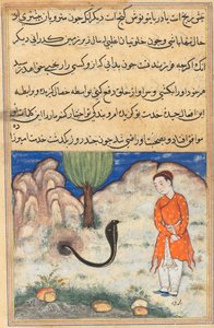Sida från Tales of a Papegoja Tuti-nama: Trettiosjunde natten: Prinsen..., ca. 1560. av Unbekannt