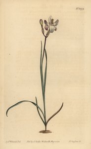 Målad blommig ixia, Ixia fucata av Unbekannt