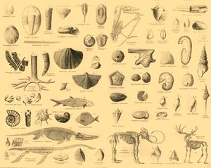 Paleontologi, c1910. av Unbekannt