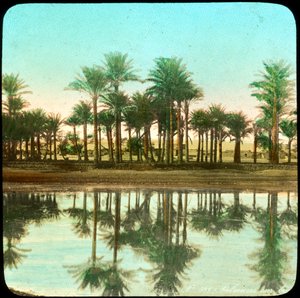 Palmer reflekteras i vatten, Indien, sent 1800- eller tidigt 1900-tal av Unbekannt