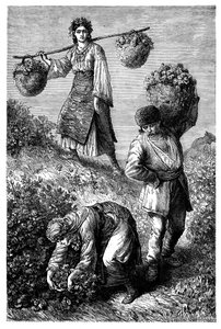 Bönder samlar rosor i Roumelia, c1890 av Unbekannt