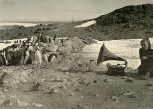 Pingviner som lyssnar på grammofonen under sommaren 1908, 1909 av Unbekannt