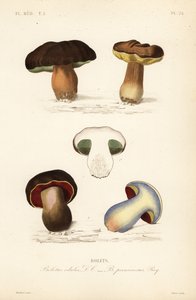 Penny bun eller porcini-svamp, edulis-svamp och den kusliga svampen, Suillellus luridus, Boletus pernicious av Unbekannt