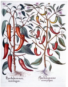 Peppar, 1613 av Unbekannt