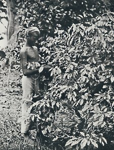 Plockar kaffe, 1916 av Unbekannt