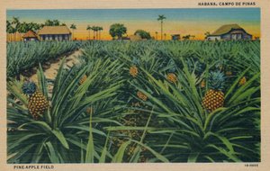 Pine-Apple Field - Havanna, Campo De Pinas, c1910 av Unbekannt