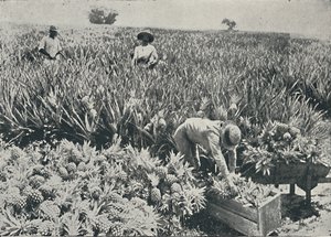 Pine-Apple Plantation, 1916 av Unbekannt