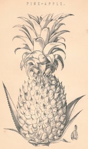 Pine-Apple, c1800-talet. av Unbekannt