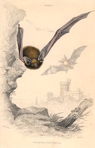 Pipistrelle fladdermus Pipistrellus pipistrellus, 1828 av Unbekannt