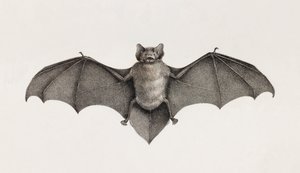 Pipistrellefladdermus, fladdermöss i Egypten av Unbekannt