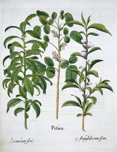 Pistaschnöt, Bay Tree Laurus Nobilis och mandel, 1613 av Unbekannt
