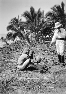 Plantera kokosnötter, Salomonön, Fiji, 1905 av Unbekannt