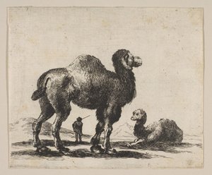 Plåt 17: kameler, från Diverse djur Diversi animali, efter 1641. av Unbekannt